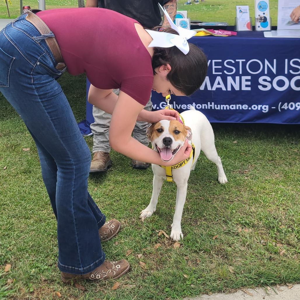 Enlarge Nim, a Adoptable Mixed Breed in Galveston, TX image 2/6