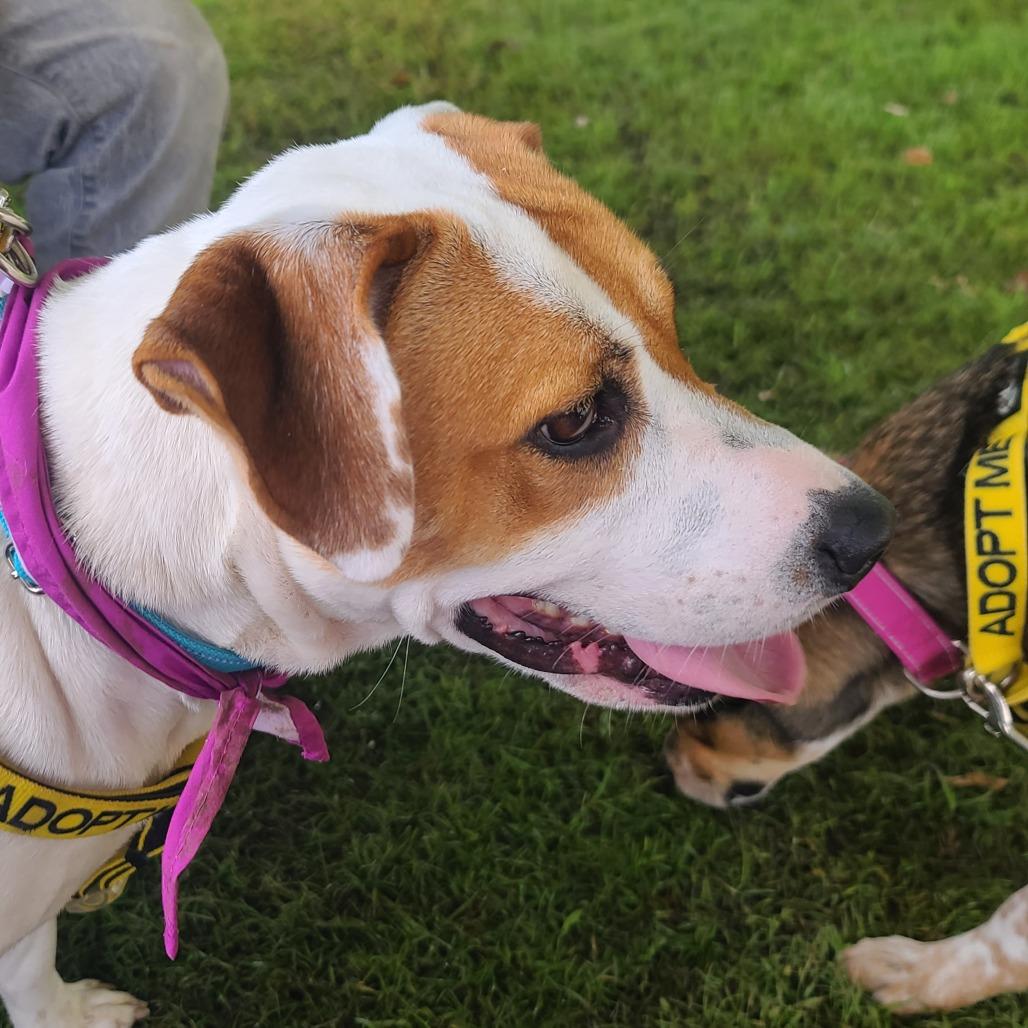 Enlarge Nim, a Adoptable Mixed Breed in Galveston, TX image 3/6