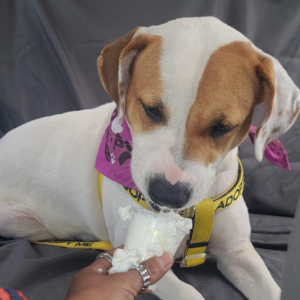 Enlarge Nim, a Adoptable Mixed Breed in Galveston, TX image 4/6