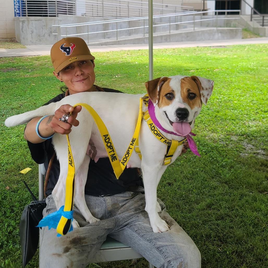 Enlarge Nim, a Adoptable Mixed Breed in Galveston, TX image 5/6