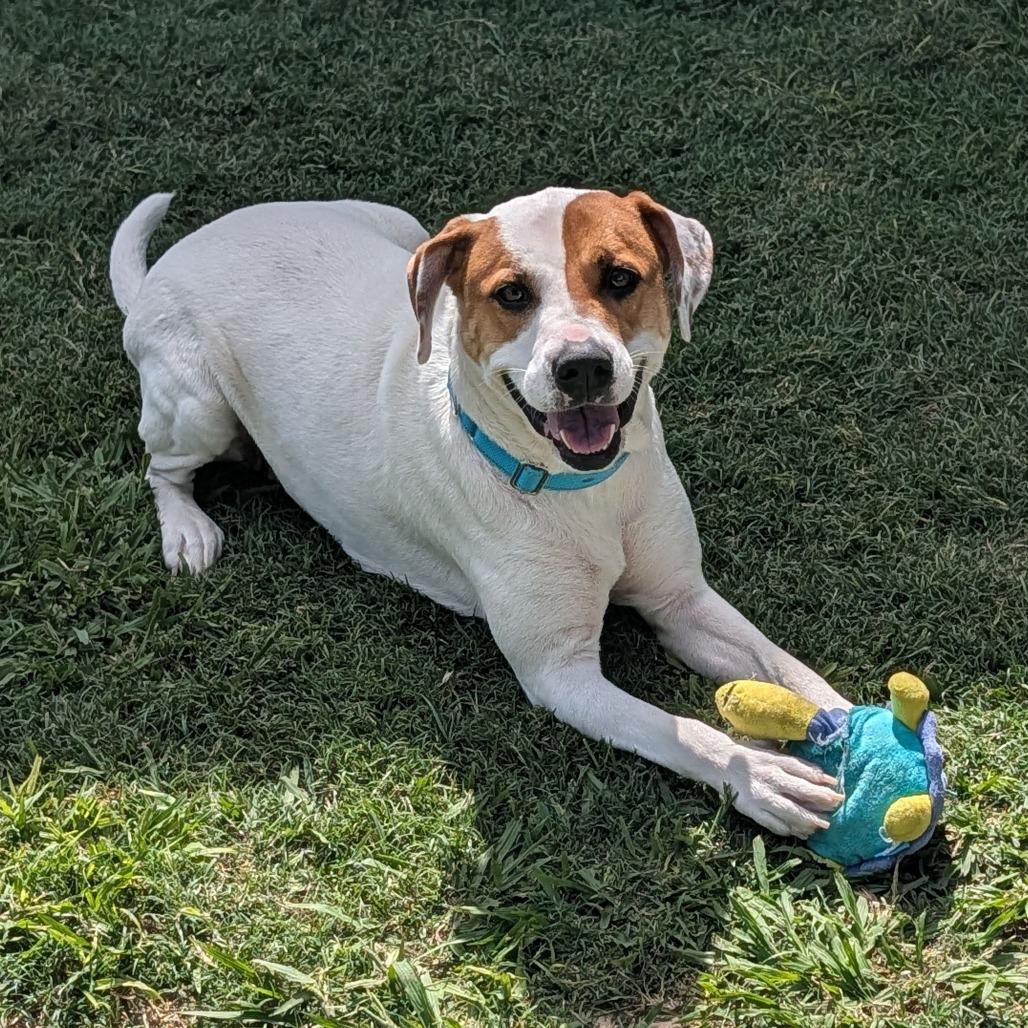 Enlarge Nim, a Adoptable Mixed Breed in Galveston, TX image 6/6