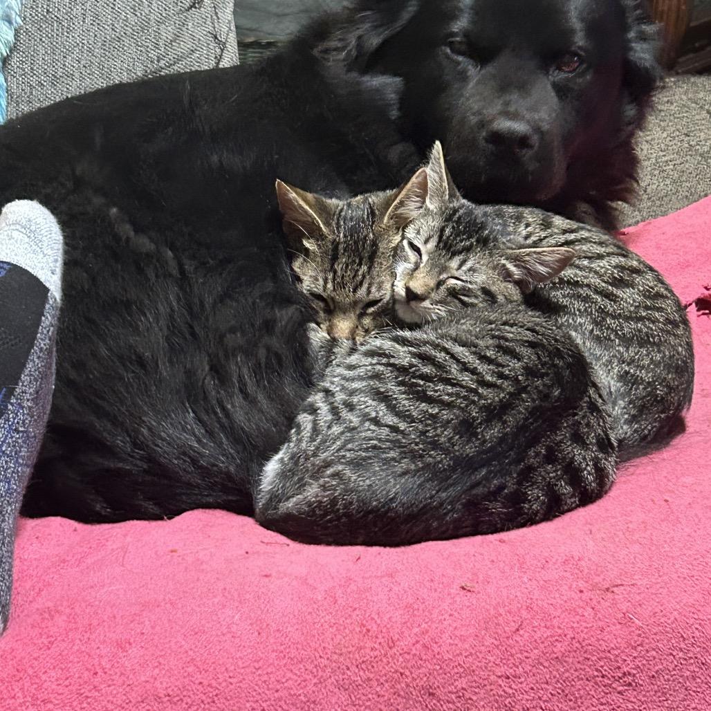 Tagalong II 26-073, Adoptable, Kitten Male Domestic Short Hair.
