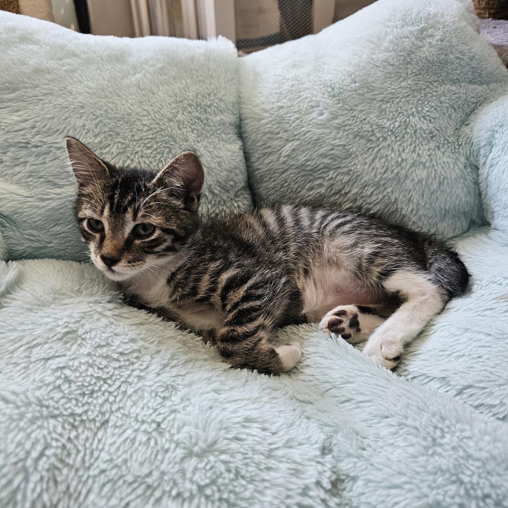 Tagalong II 26-073, Adoptable, Kitten Male Domestic Short Hair.
