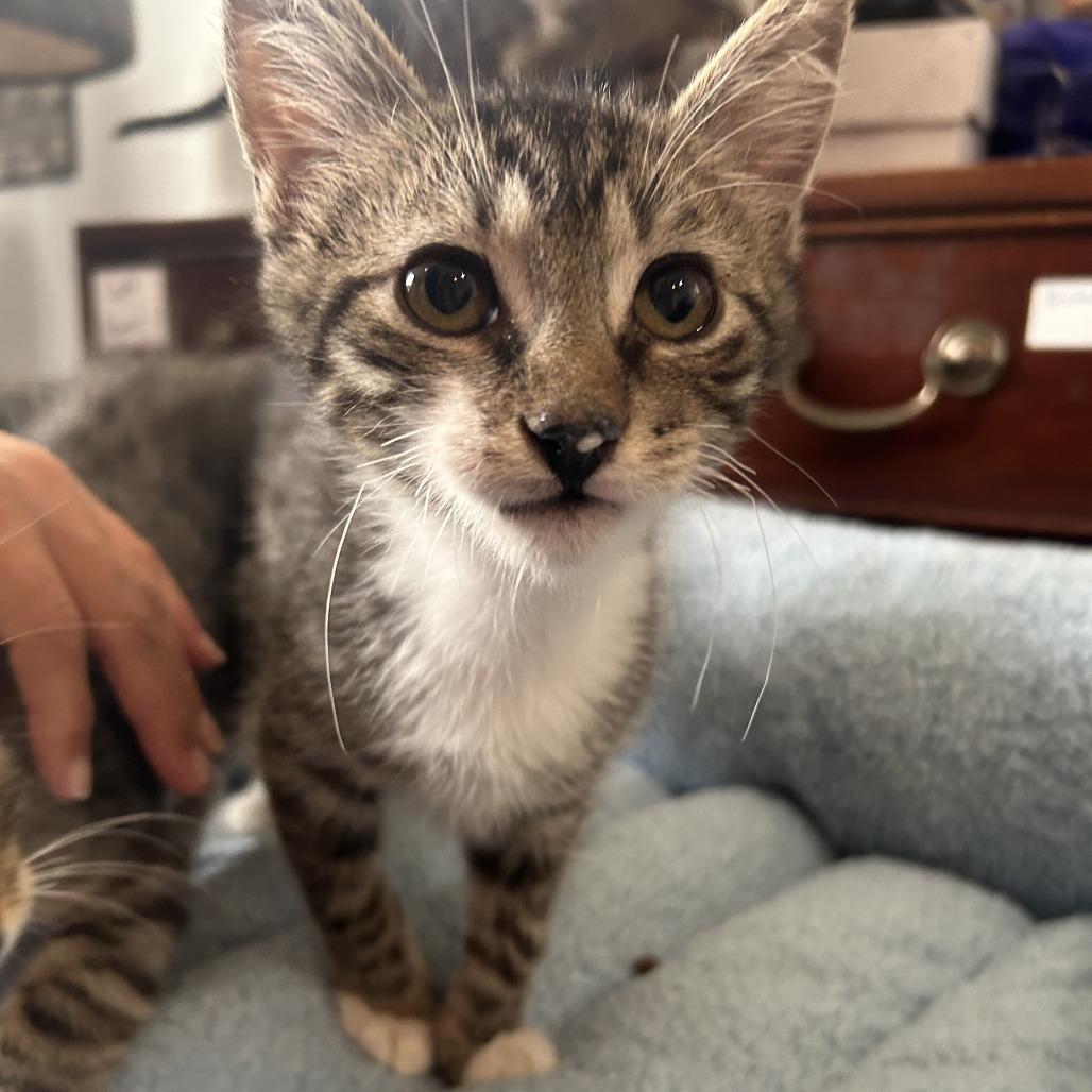 Tagalong II 26-073, a Adoptable Domestic Short Hair in Little Rock, AR image 3/4