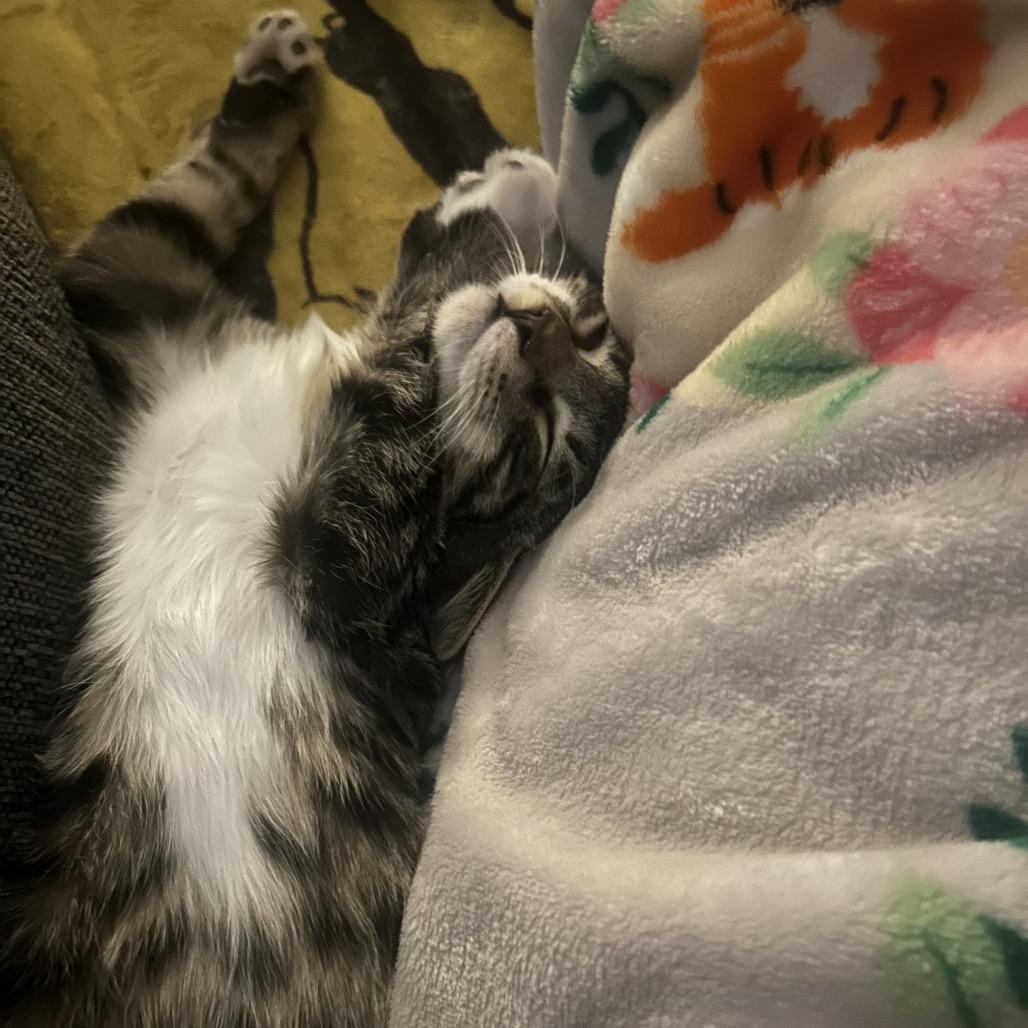 Enlarge Tagalong II 26-073, a Adoptable Domestic Short Hair in Little Rock, AR image 6/6