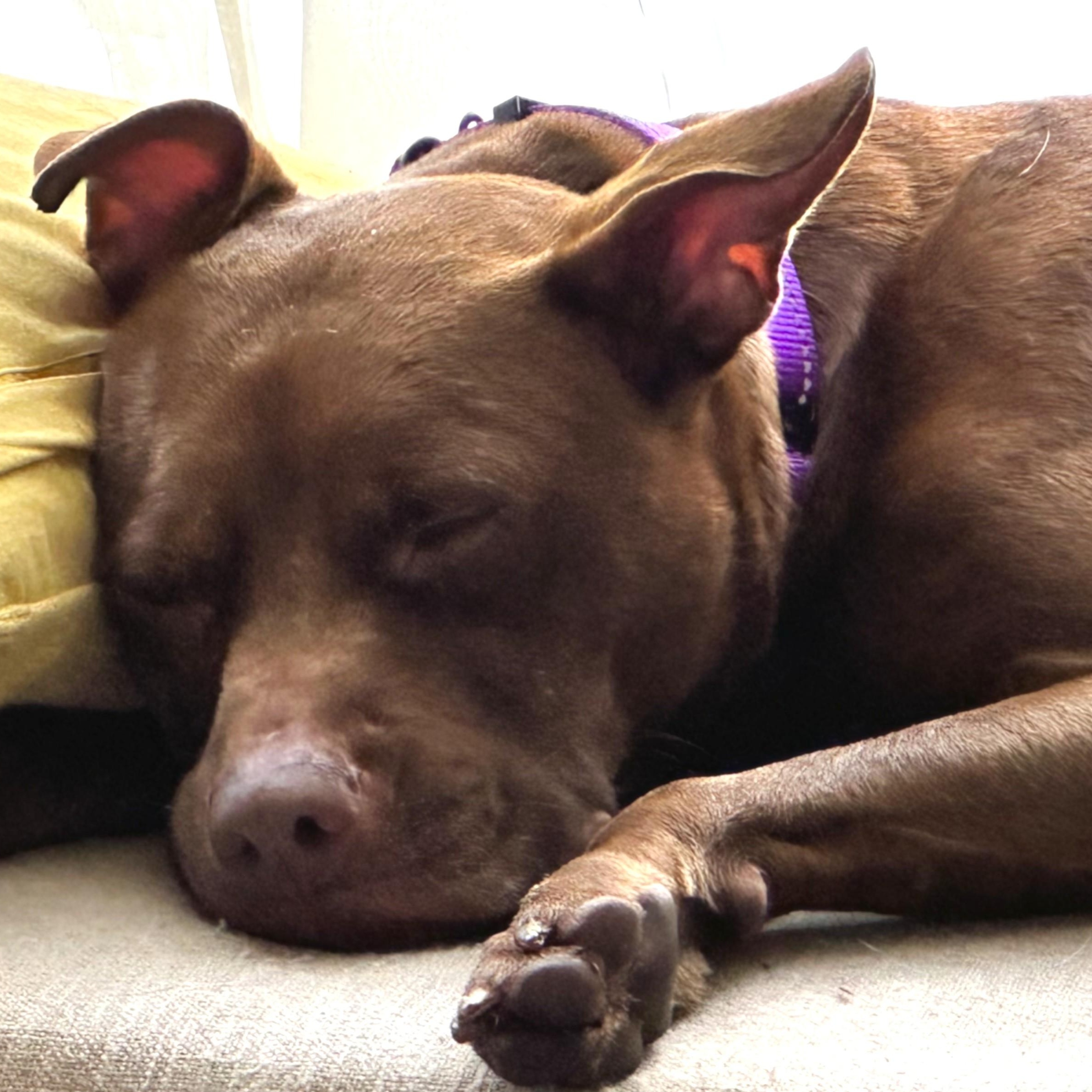 Enlarge PENNY, a Adoptable mixed breed in Largo, FL image 2/6