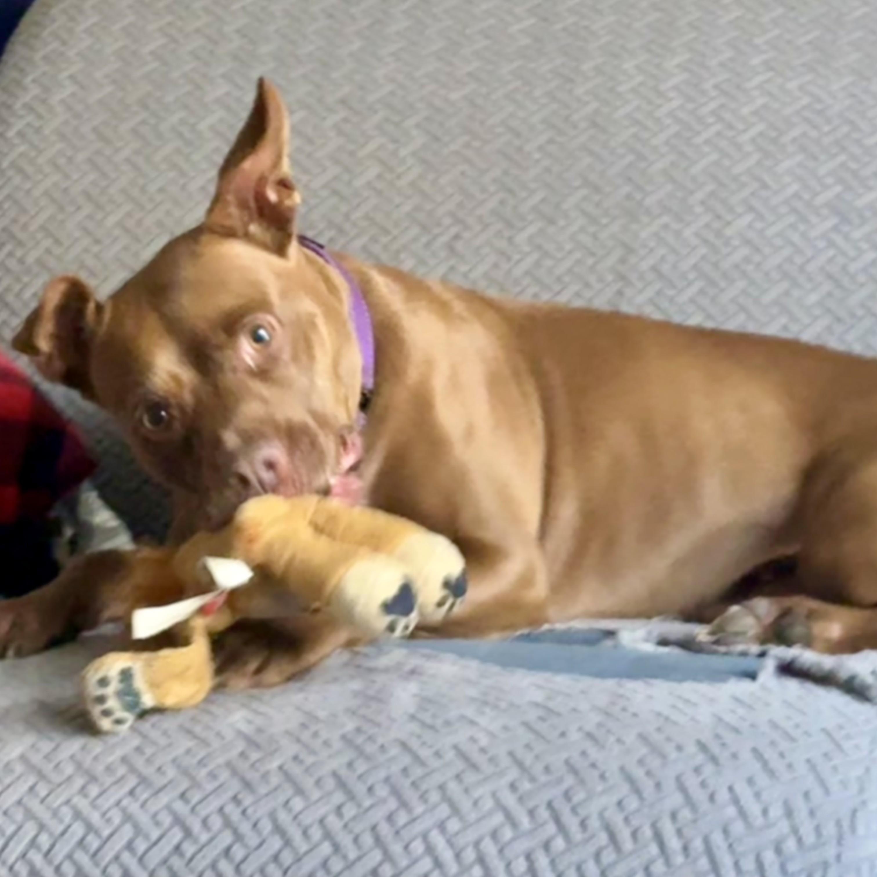Enlarge PENNY, a Adoptable mixed breed in Largo, FL image 3/6
