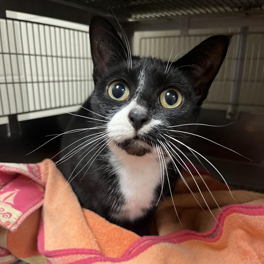 Enlarge Cybele, a Adoptable Domestic Short Hair in Bristol, IN image 1/1