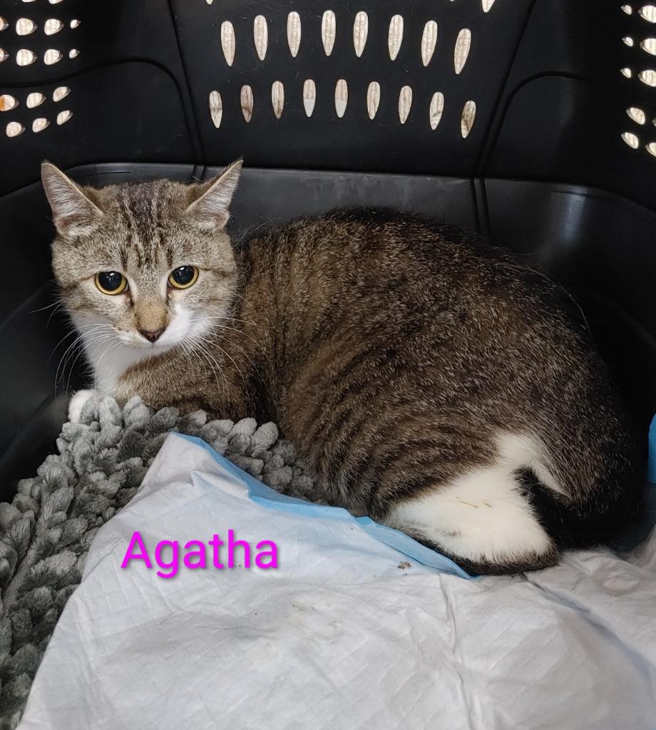 Agatha, Adoptable, Adult Female Domestic Short Hair.