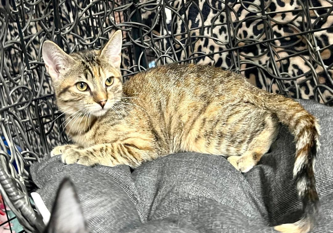 Honey, a Adoptable Domestic Short Hair in Gilroy, CA image 3/4