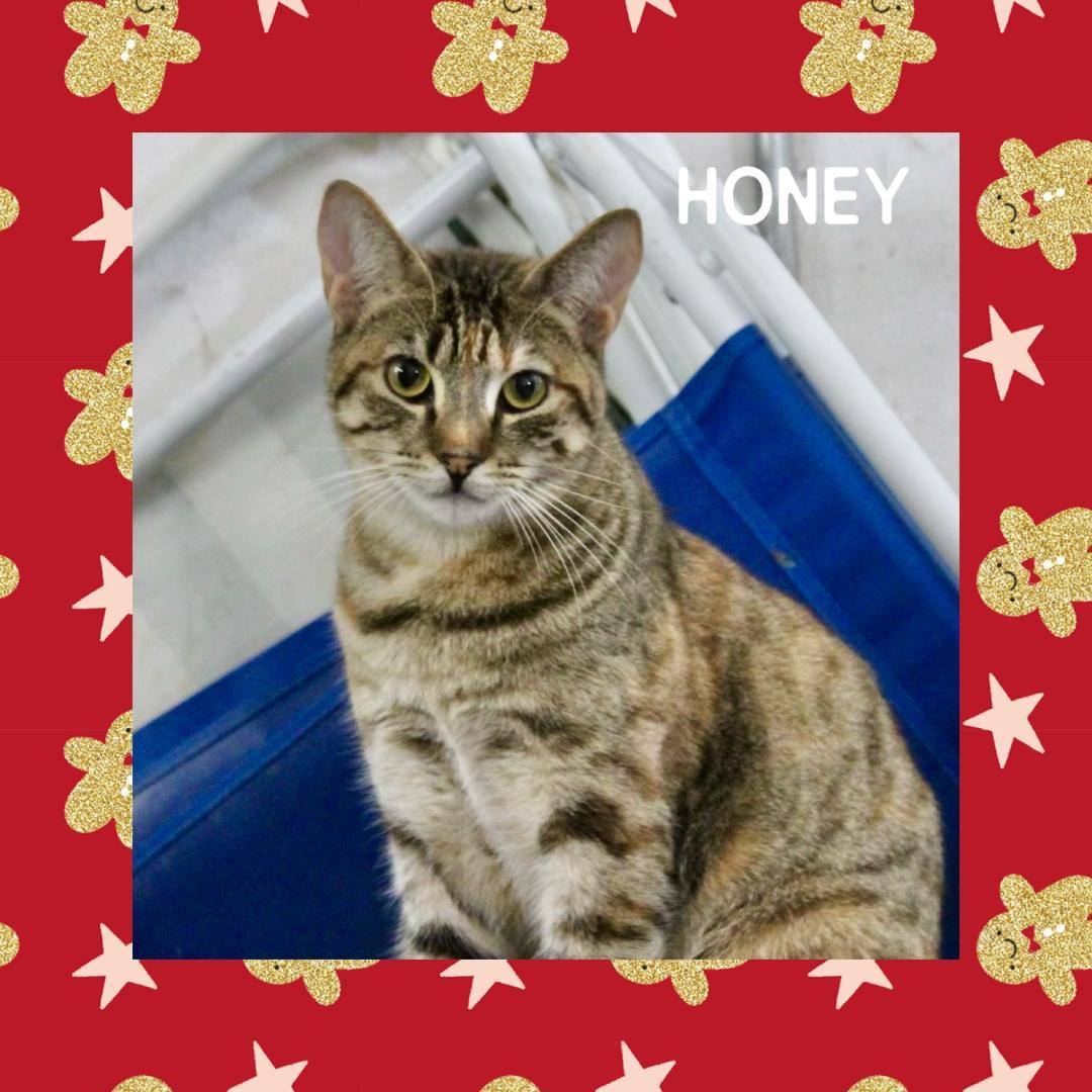 Honey, a Adoptable Domestic Short Hair in Gilroy, CA image 1/4