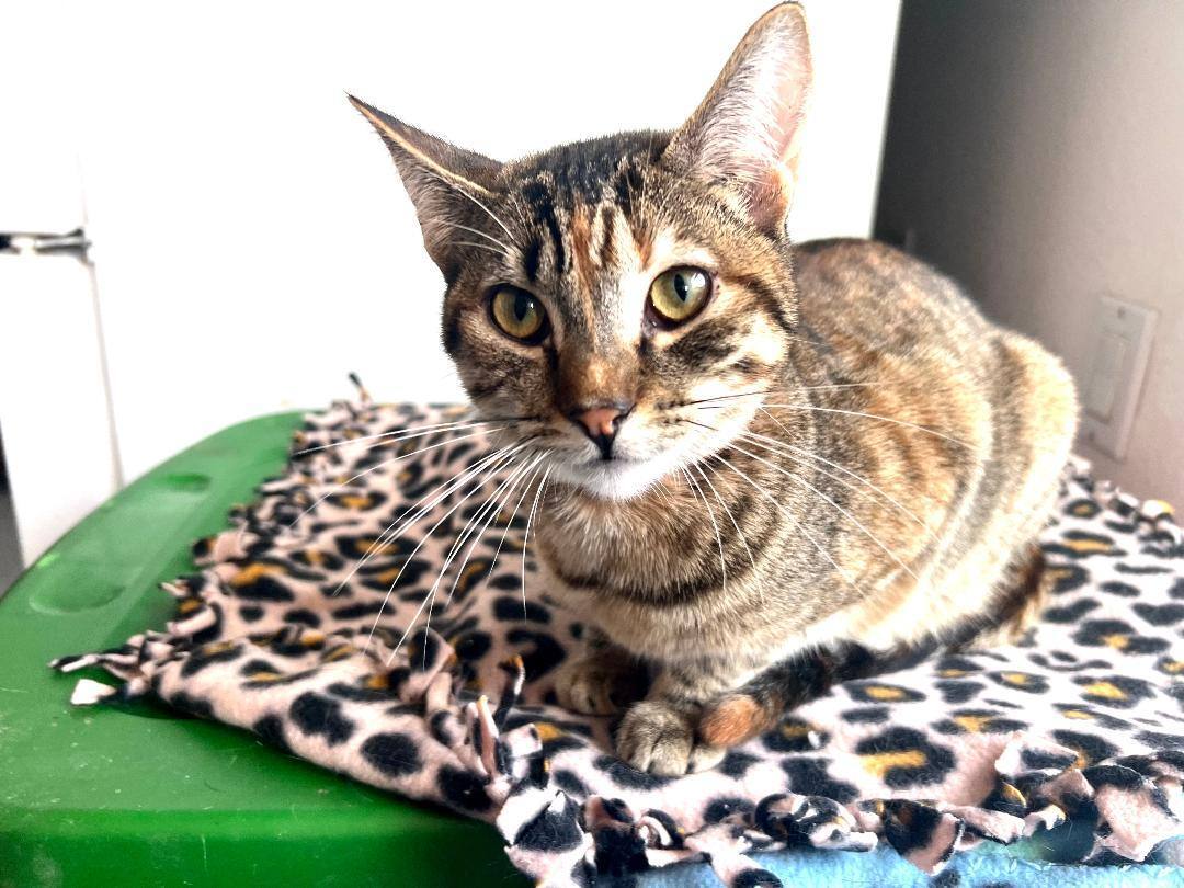 Honey, a Adoptable Domestic Short Hair in Gilroy, CA image 2/4