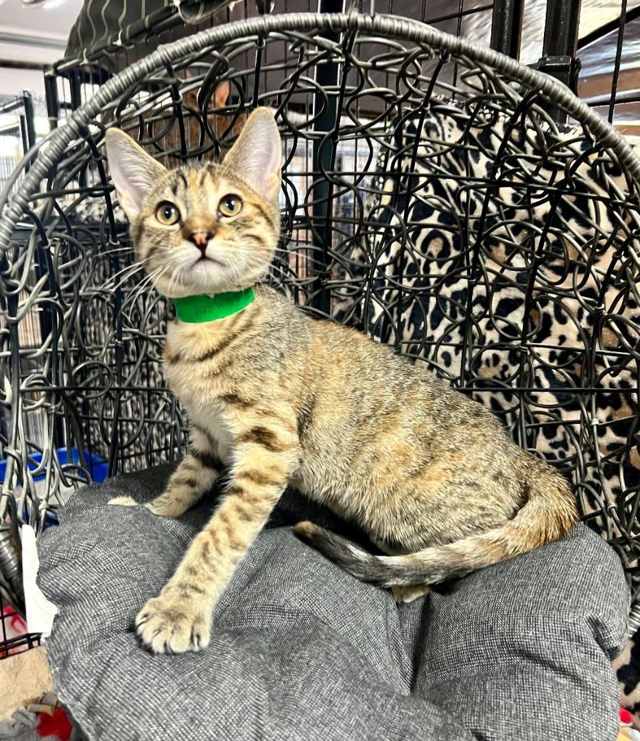 Honey, a Adoptable Domestic Short Hair in Gilroy, CA image 4/4