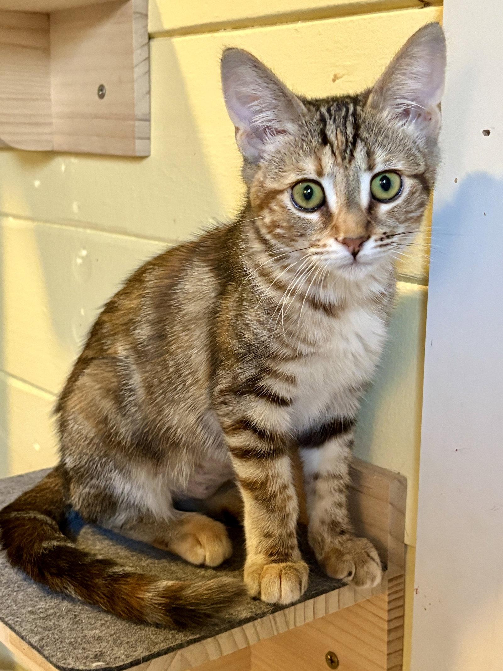 Juniper, Adopted, Kitten Female Domestic Short Hair.