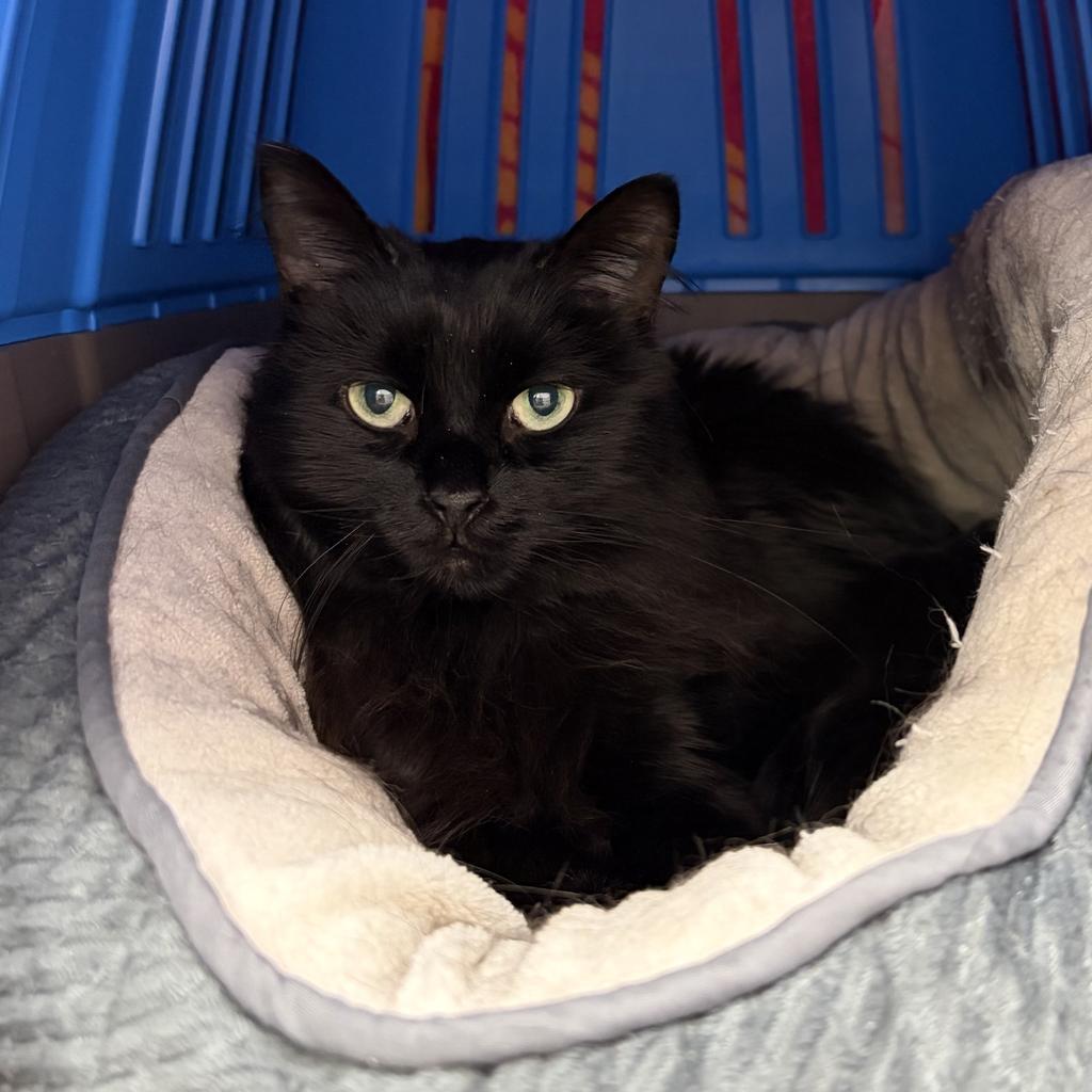 Enlarge Moose, a Adoptable mixed breed in Saint Paul, MN image 1/2