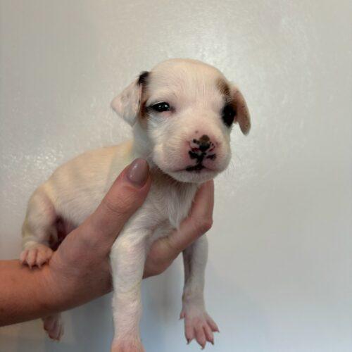 Enlarge Reba, a Adoptable mixed breed in Langley, BC image 2/2