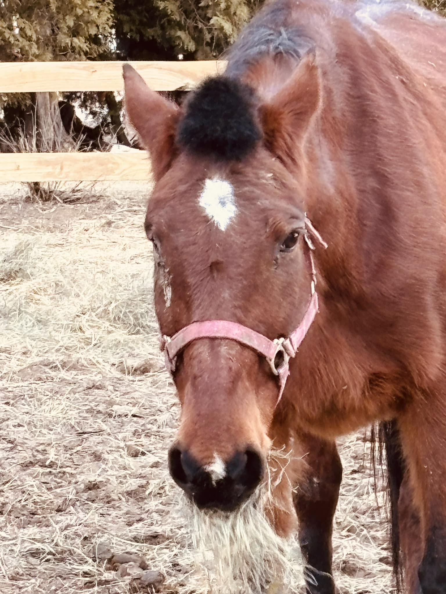 Kami, a Adoptable Standardbred in Elkhart Lake, WI image 1/2