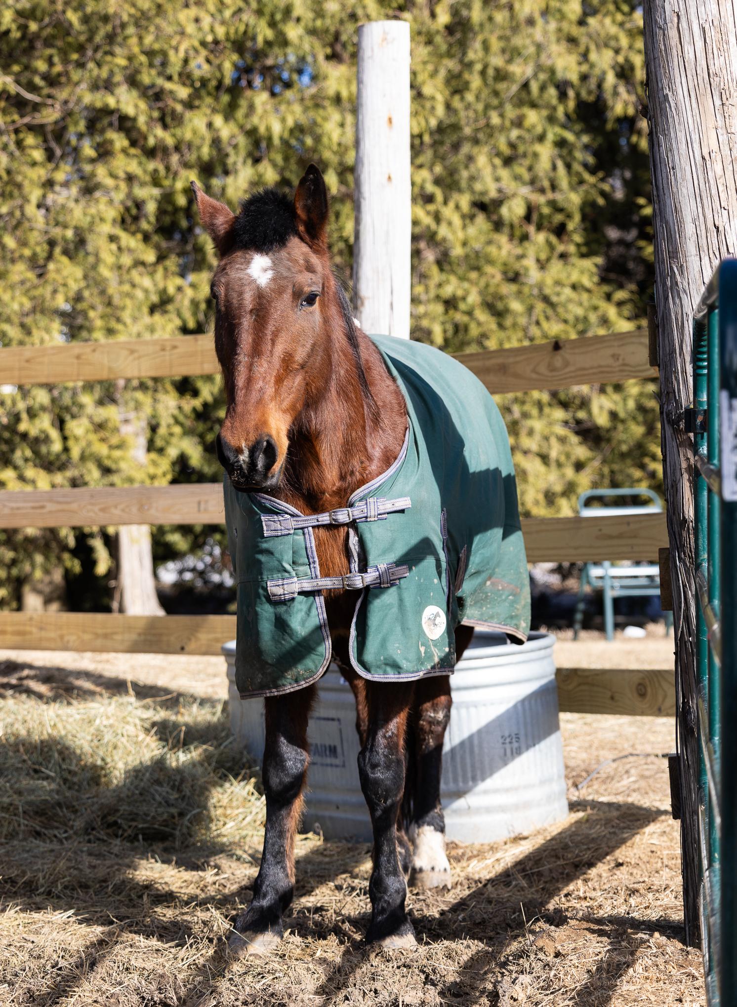 Kami, a Adoptable Standardbred in Elkhart Lake, WI image 2/2