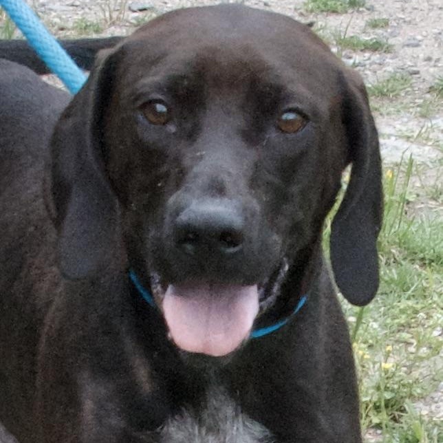 Sammy, Young Female Labrador Retriever