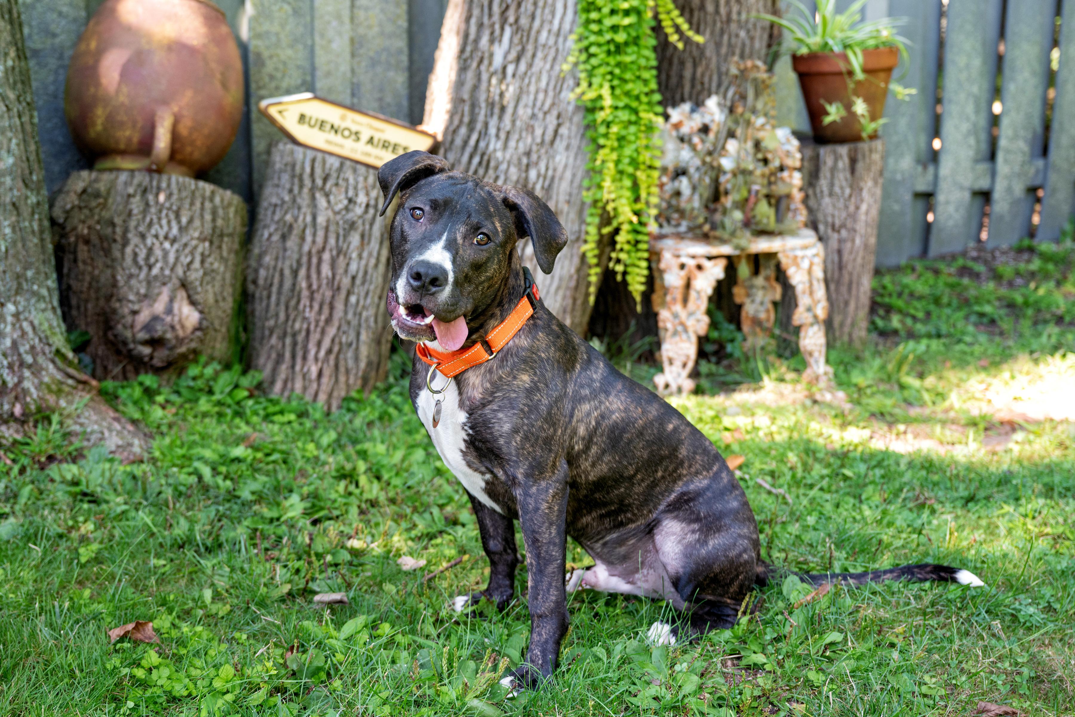 Enlarge Wilson, a ADOPTABLE mixed breed in Yonkers, NY image 1/2