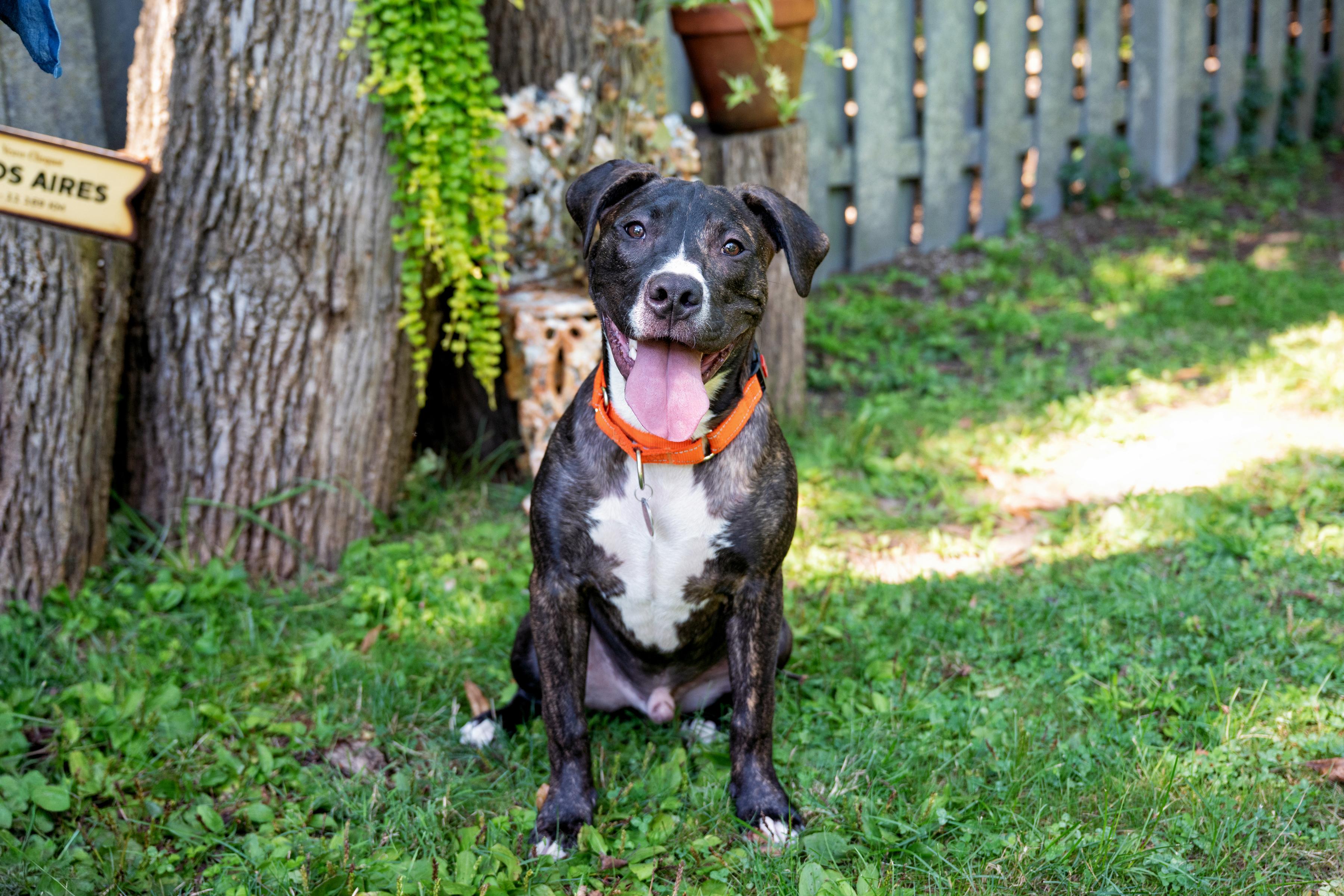Enlarge Wilson, a ADOPTABLE mixed breed in Yonkers, NY image 2/2