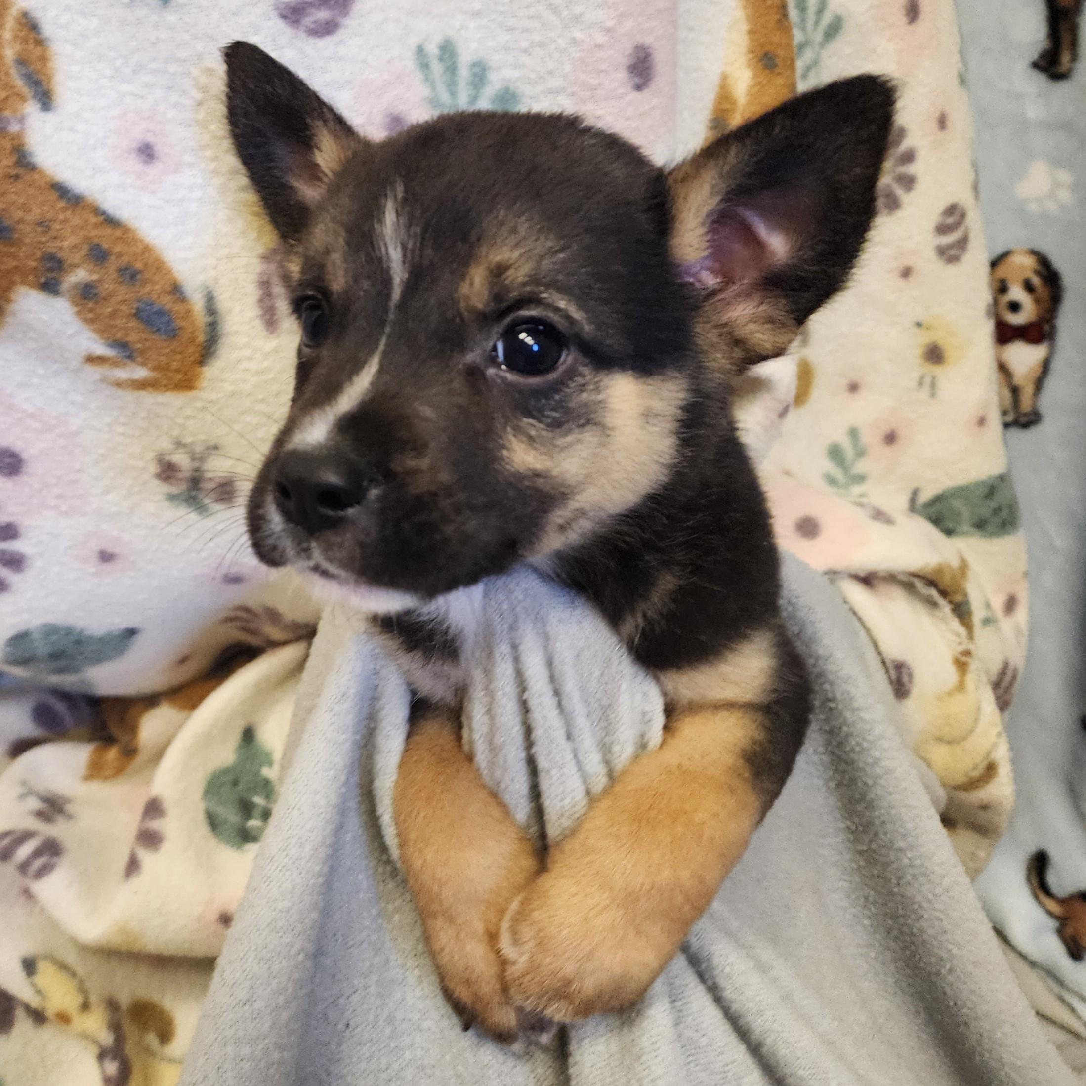 Tawny, an adopted mixed breed in ALPINE, TX image 3/4