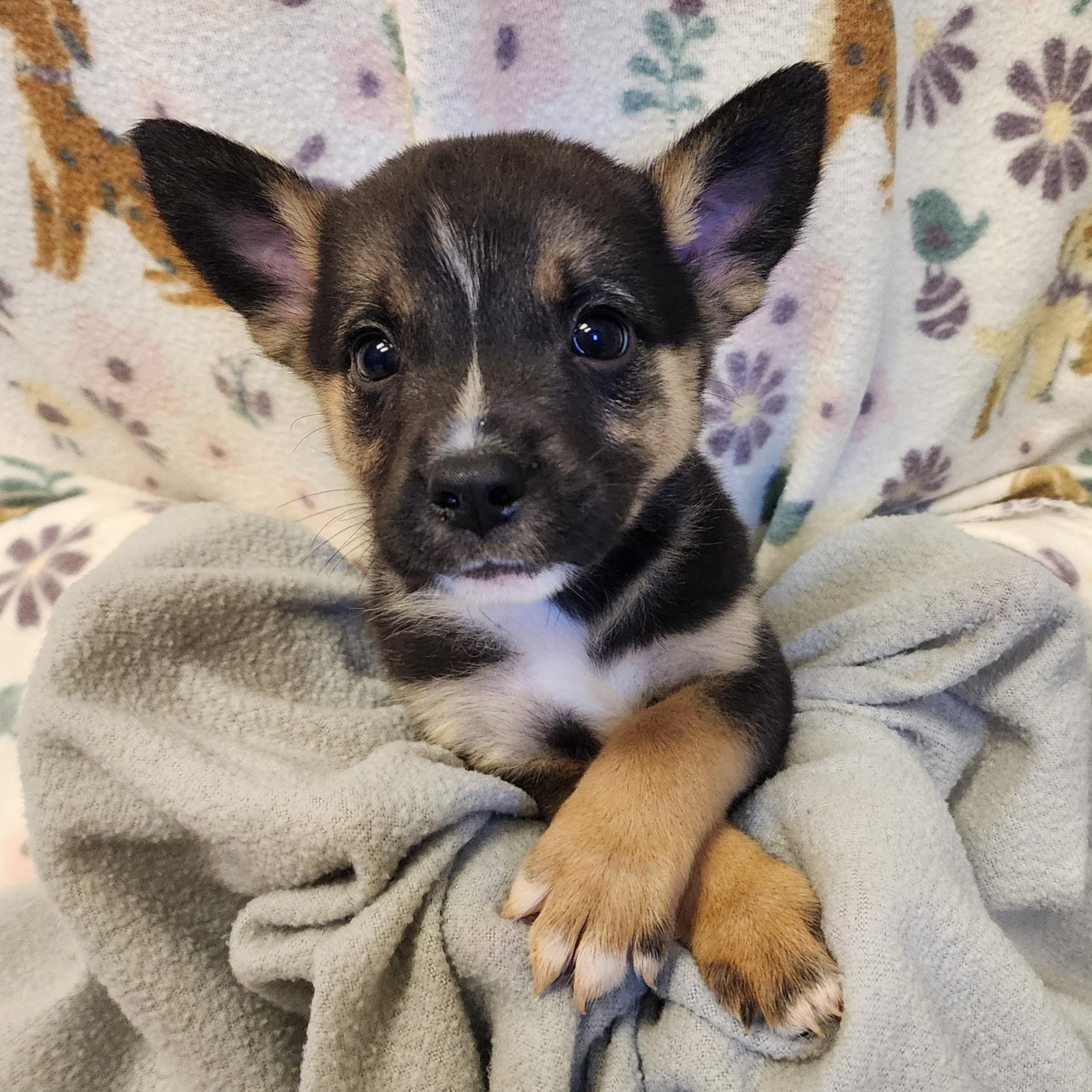 Tawny, an adopted mixed breed in ALPINE, TX image 2/4