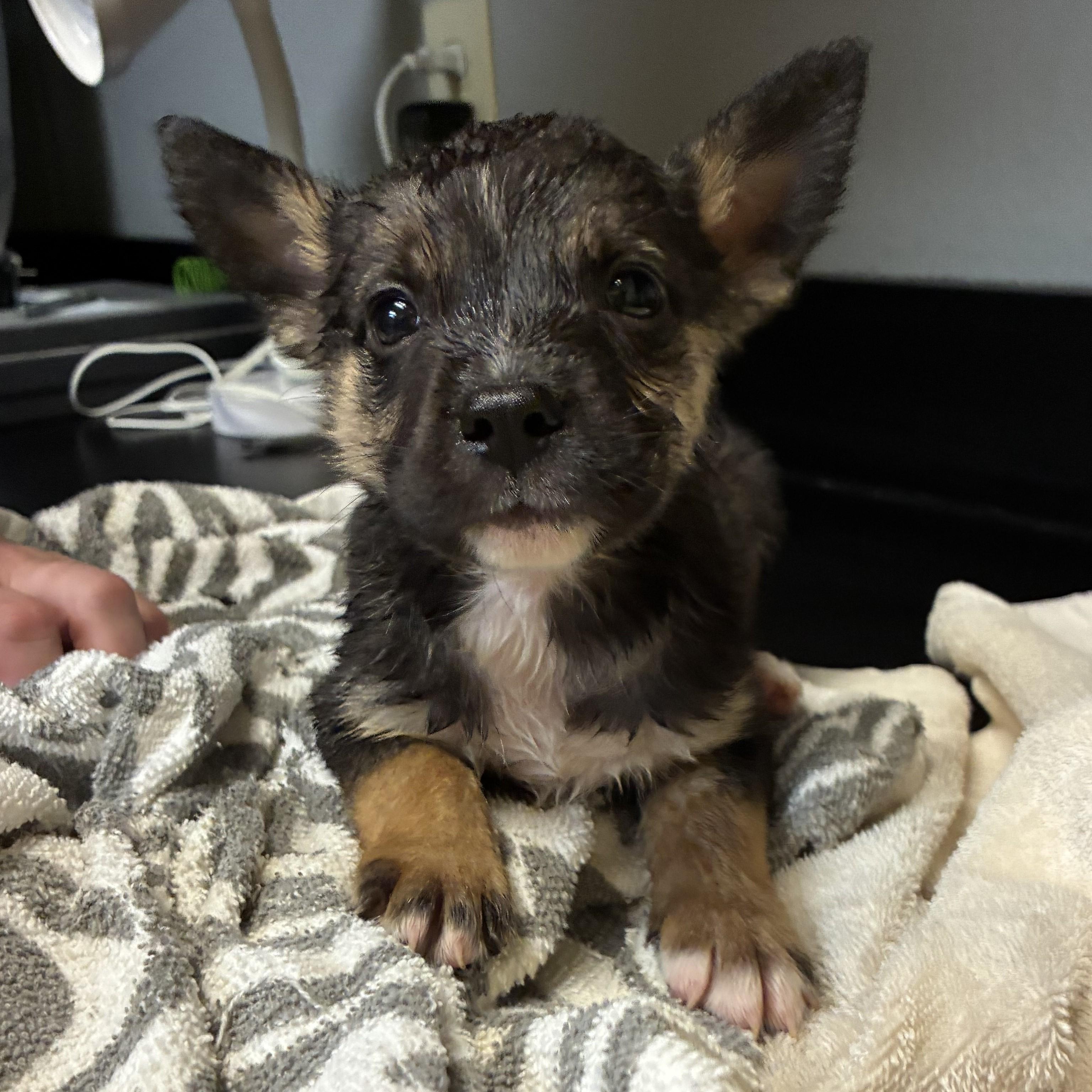 Tawny, an adopted mixed breed in ALPINE, TX image 4/4