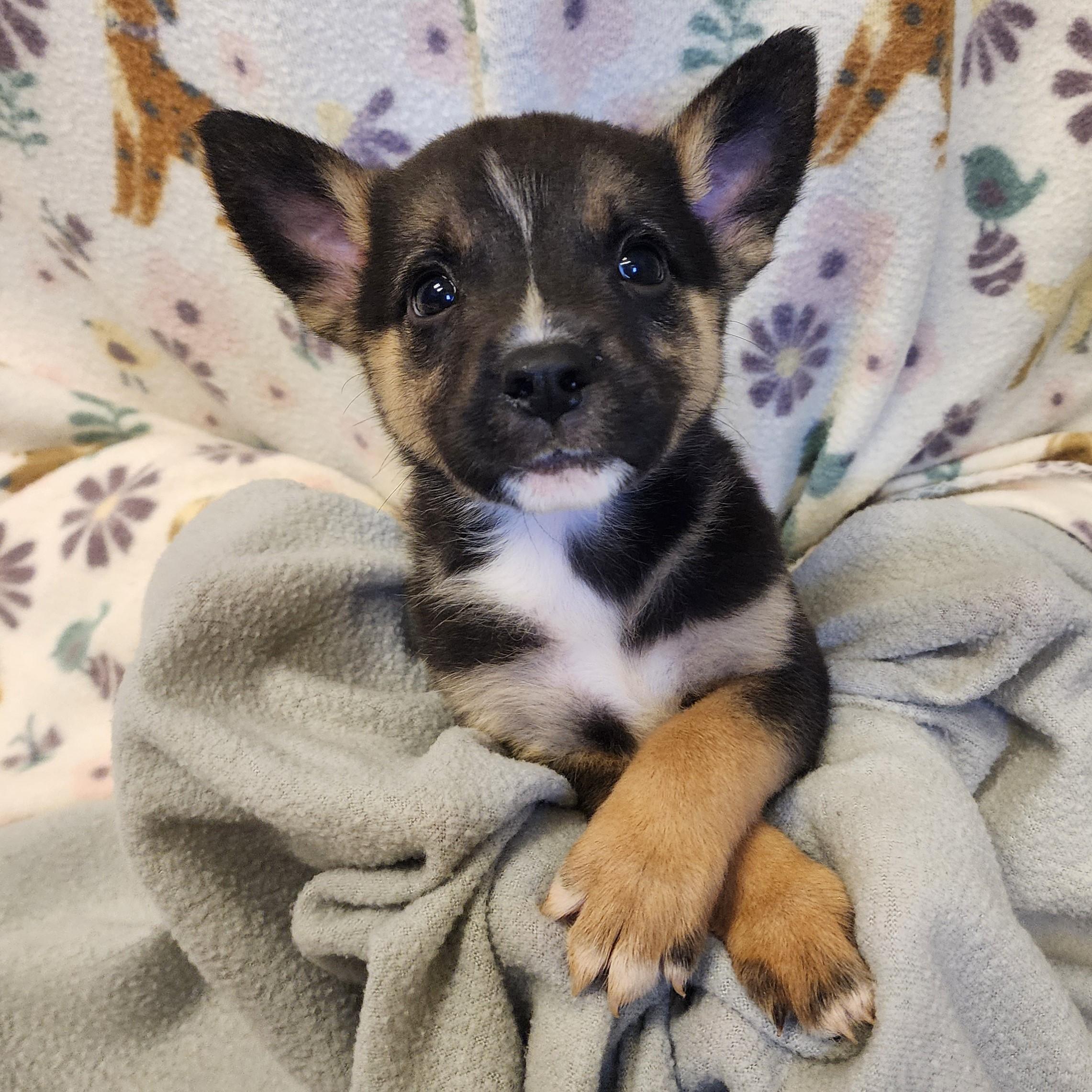 Tawny, an adopted mixed breed in ALPINE, TX image 1/4
