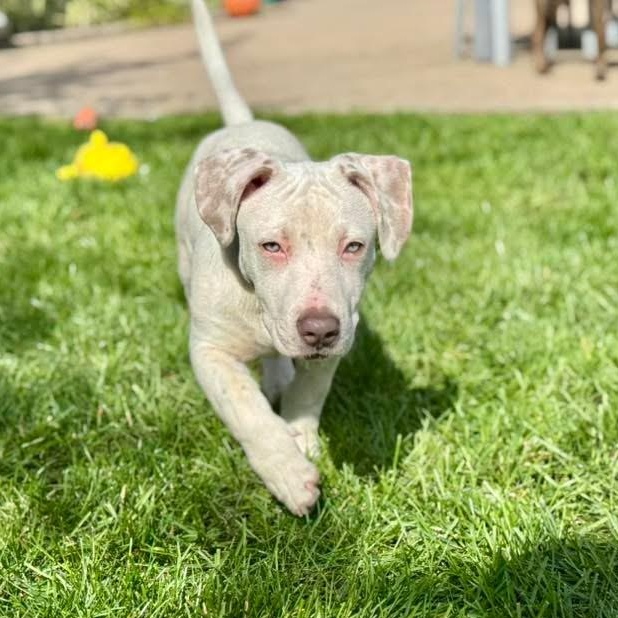 Alfredo Short Legs !