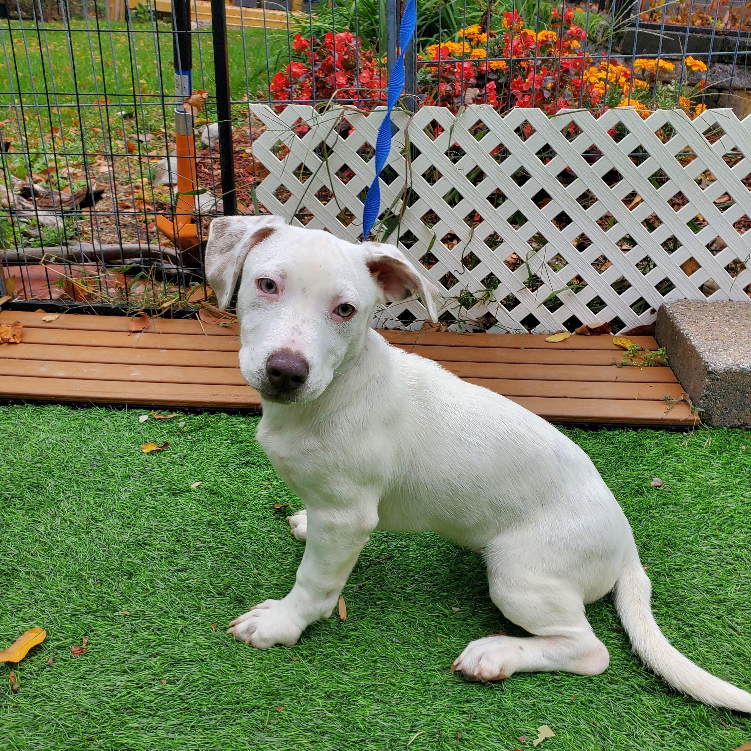 Alfredo Short Legs !