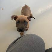 Popcorn, Adoptable, Puppy Male Labrador Retriever & Mixed Breed.