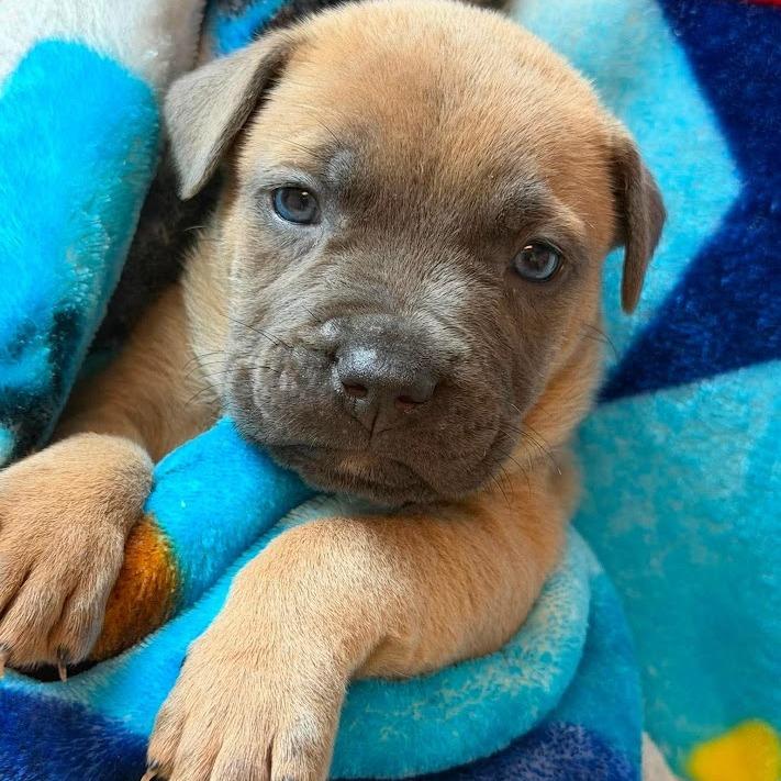 Popcorn, Adoptable, Puppy Male Labrador Retriever & Mixed Breed.