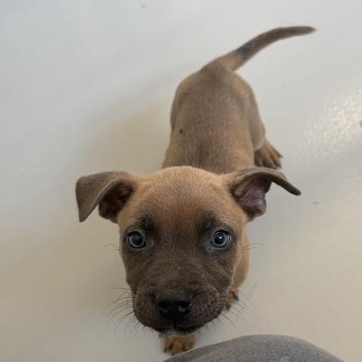 Enlarge Popcorn, a Adoptable mixed breed in North Charleston, SC image 3/6