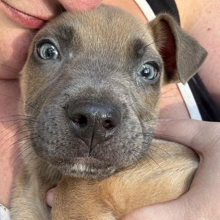 Enlarge Popcorn, a Adoptable mixed breed in North Charleston, SC image 5/6