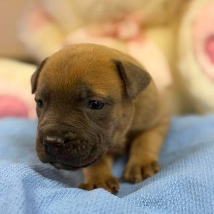 Enlarge Popcorn, a Adoptable mixed breed in North Charleston, SC image 3/3