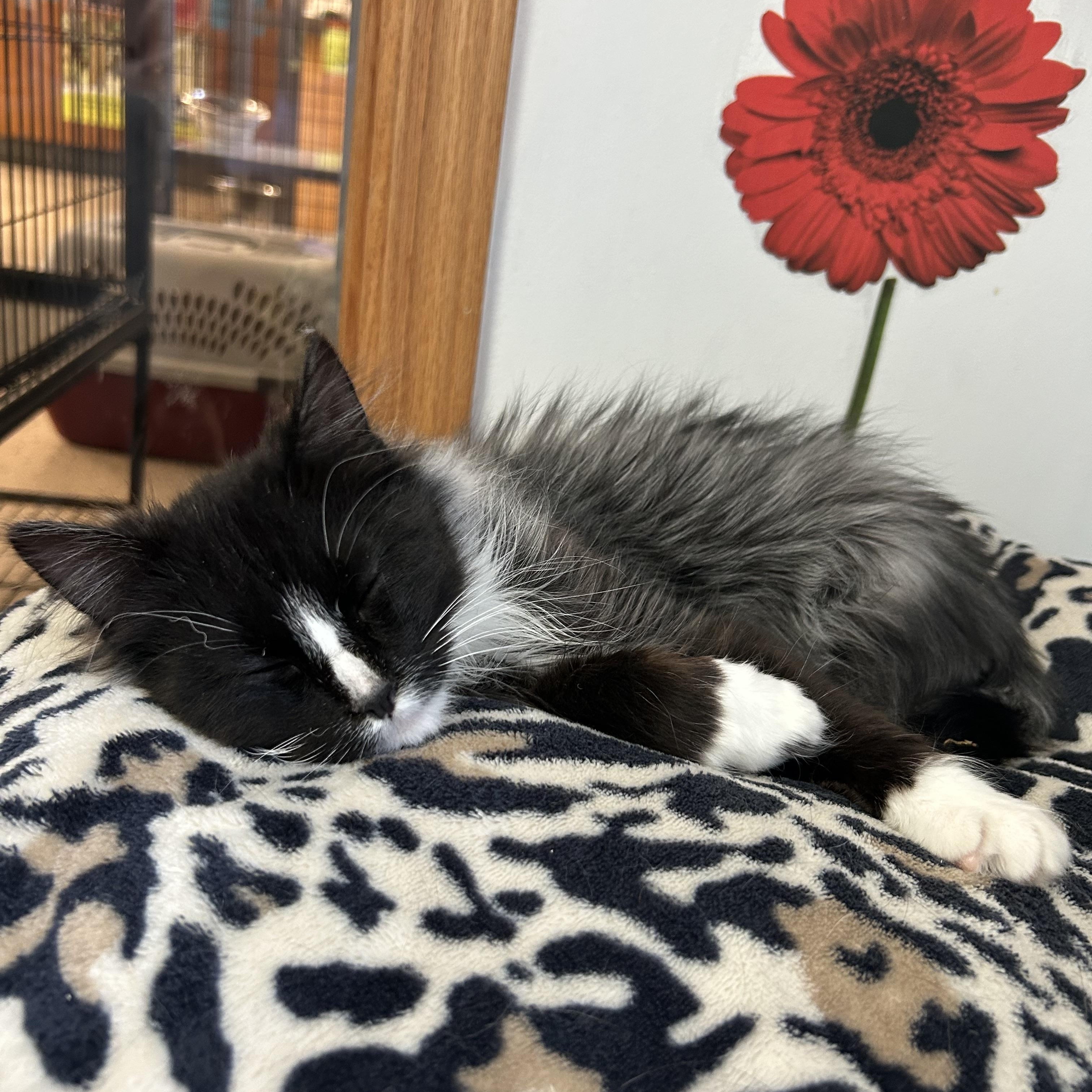 Jalapeño, a ADOPTABLE Domestic Medium Hair in St. Clair, MI image 3/3