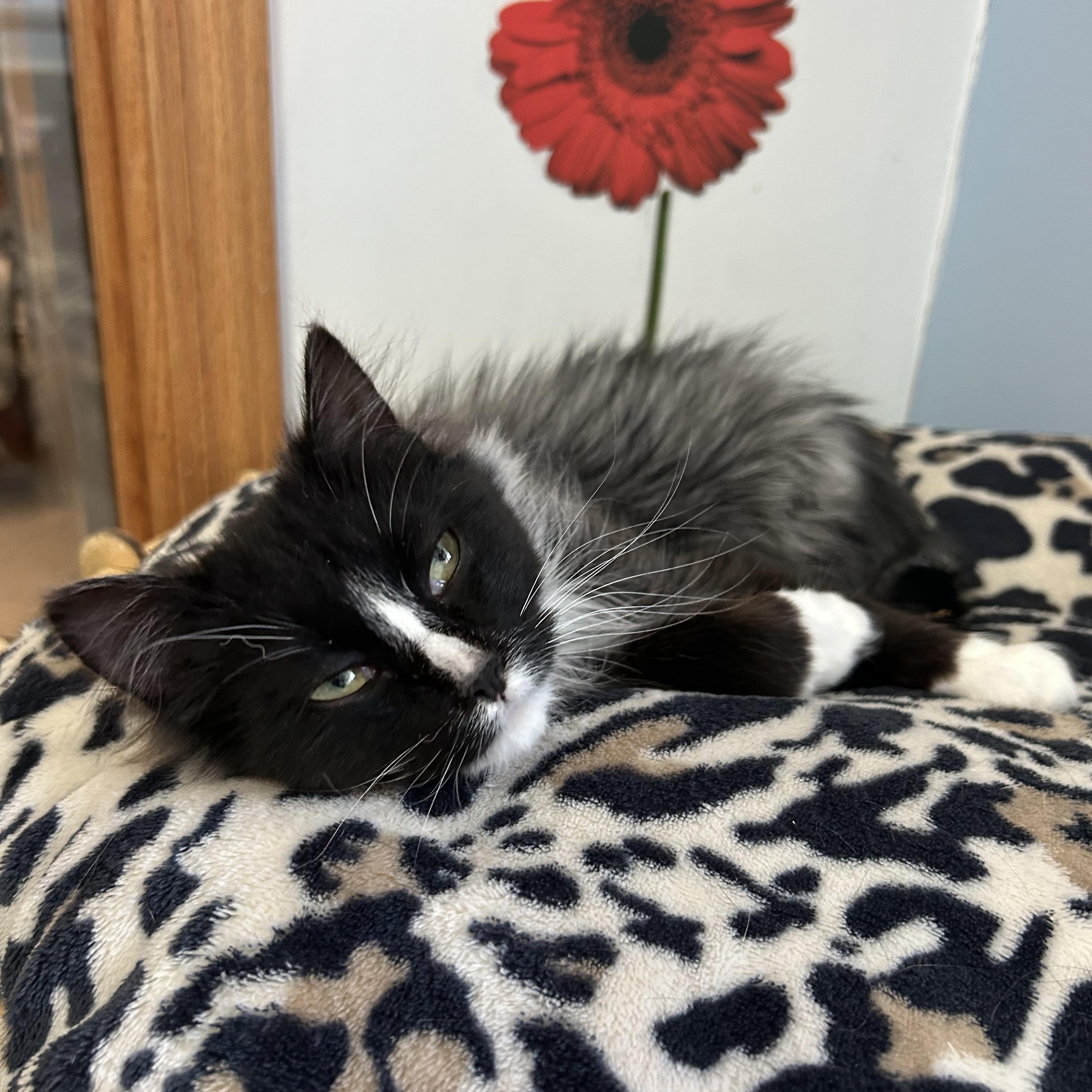 Jalapeño, ADOPTABLE, Young Male Domestic Medium Hair.