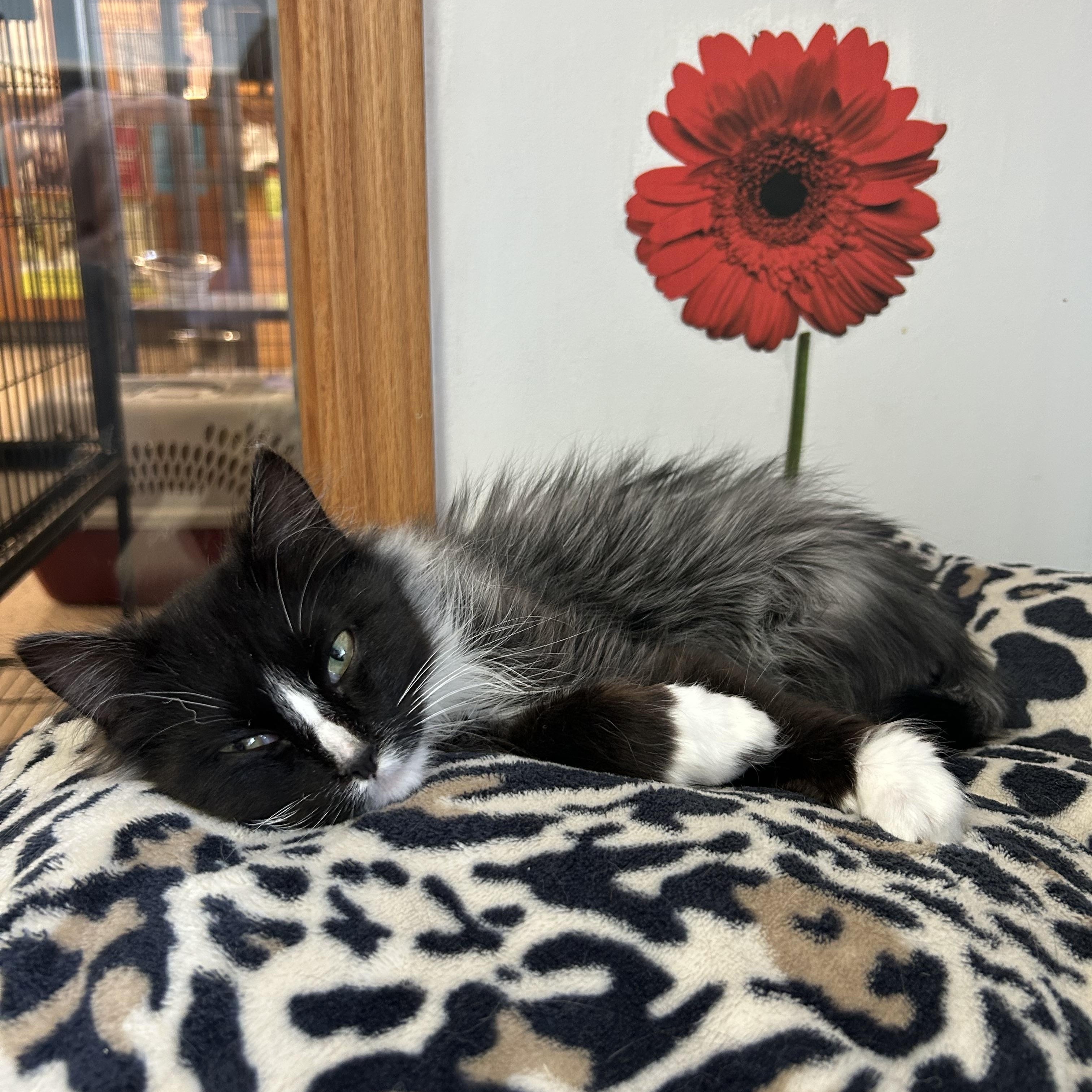 Jalapeño, a ADOPTABLE Domestic Medium Hair in St. Clair, MI image 2/3