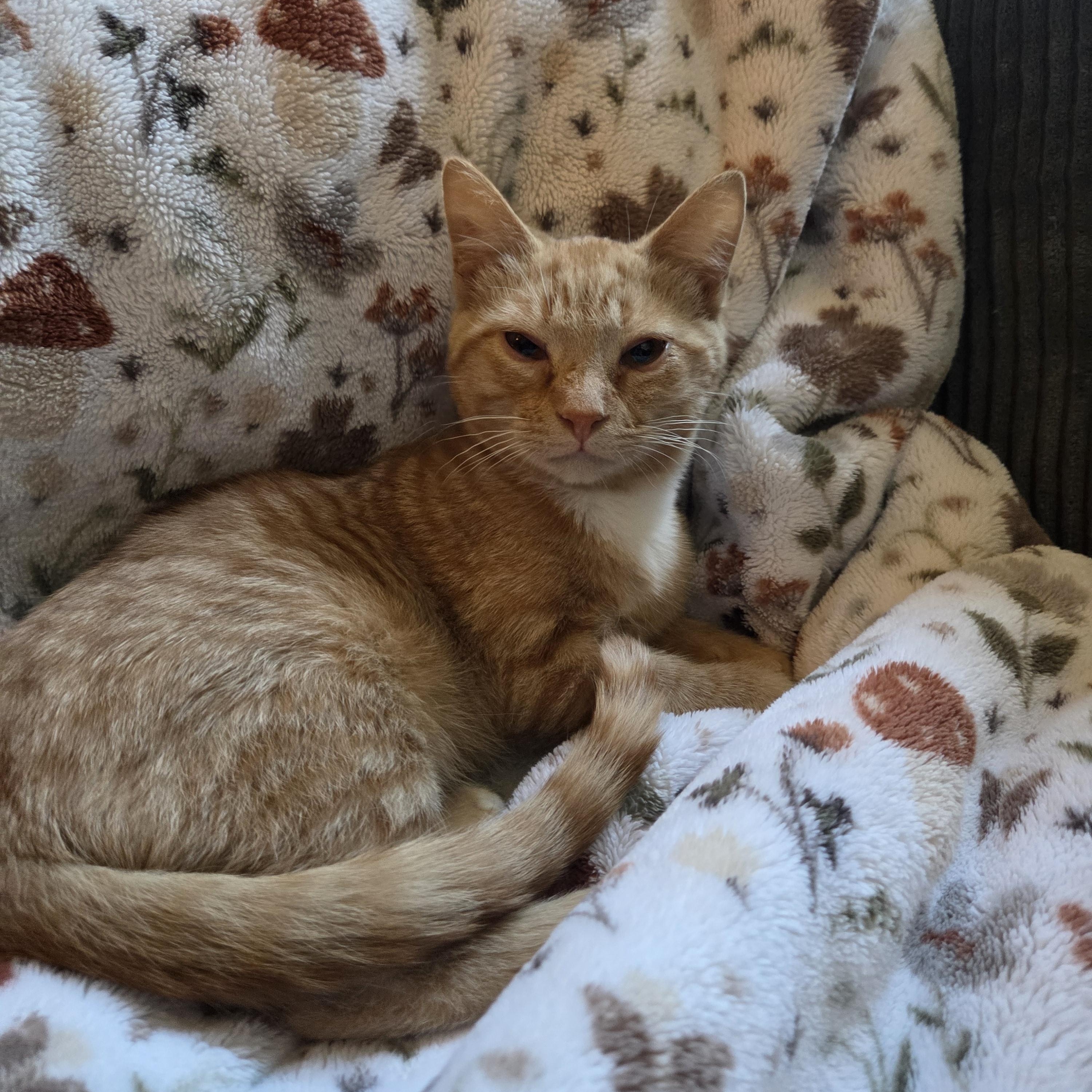 Enlarge Citrine, a Adoptable Domestic Short Hair in York, PA image 2/2