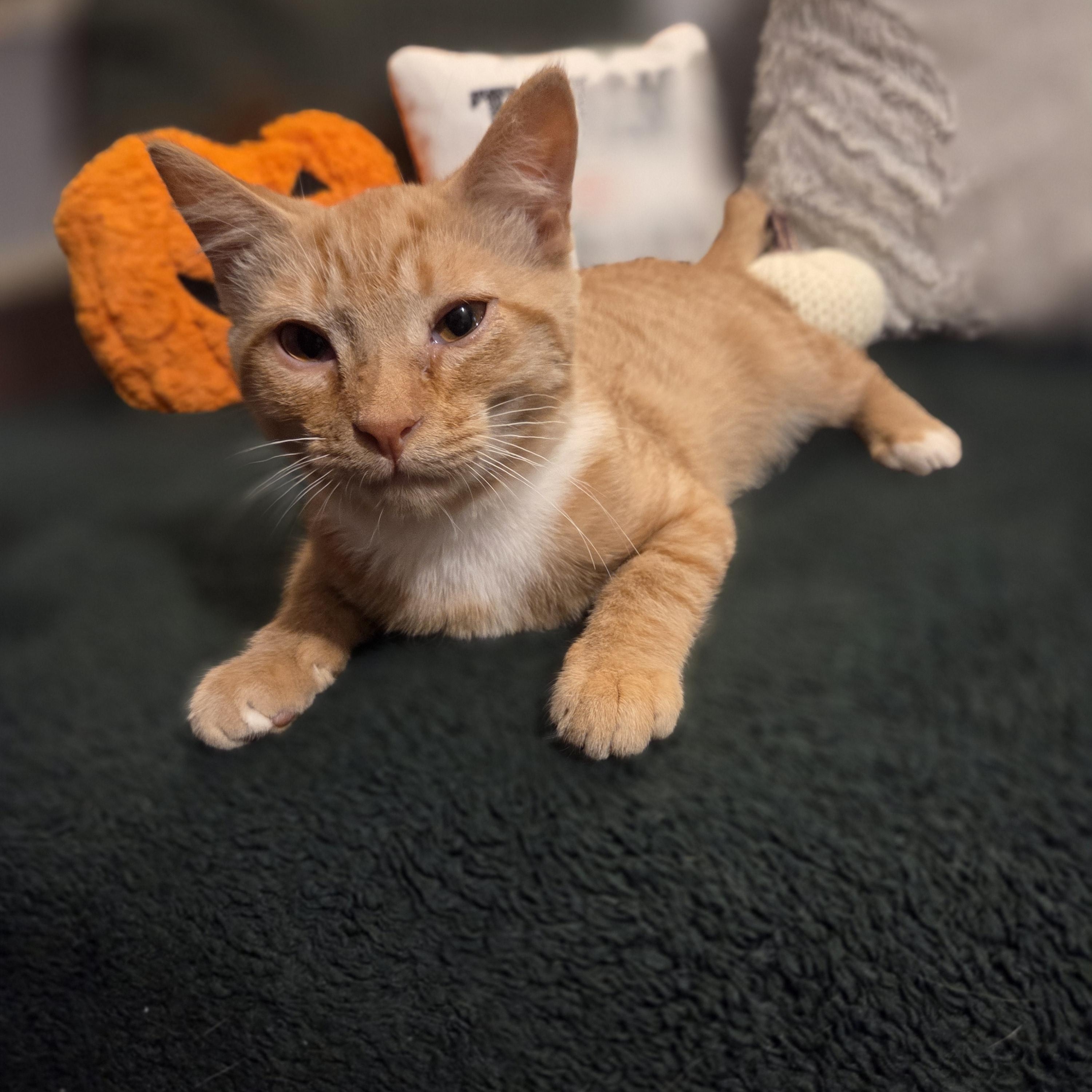 Citrine, Adoptable, Kitten Male Domestic Short Hair.