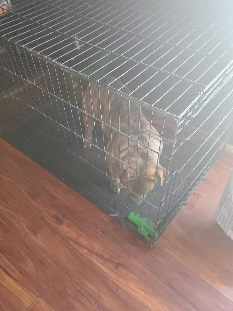 Big boy, Adopted, Adult Male Mixed Breed.