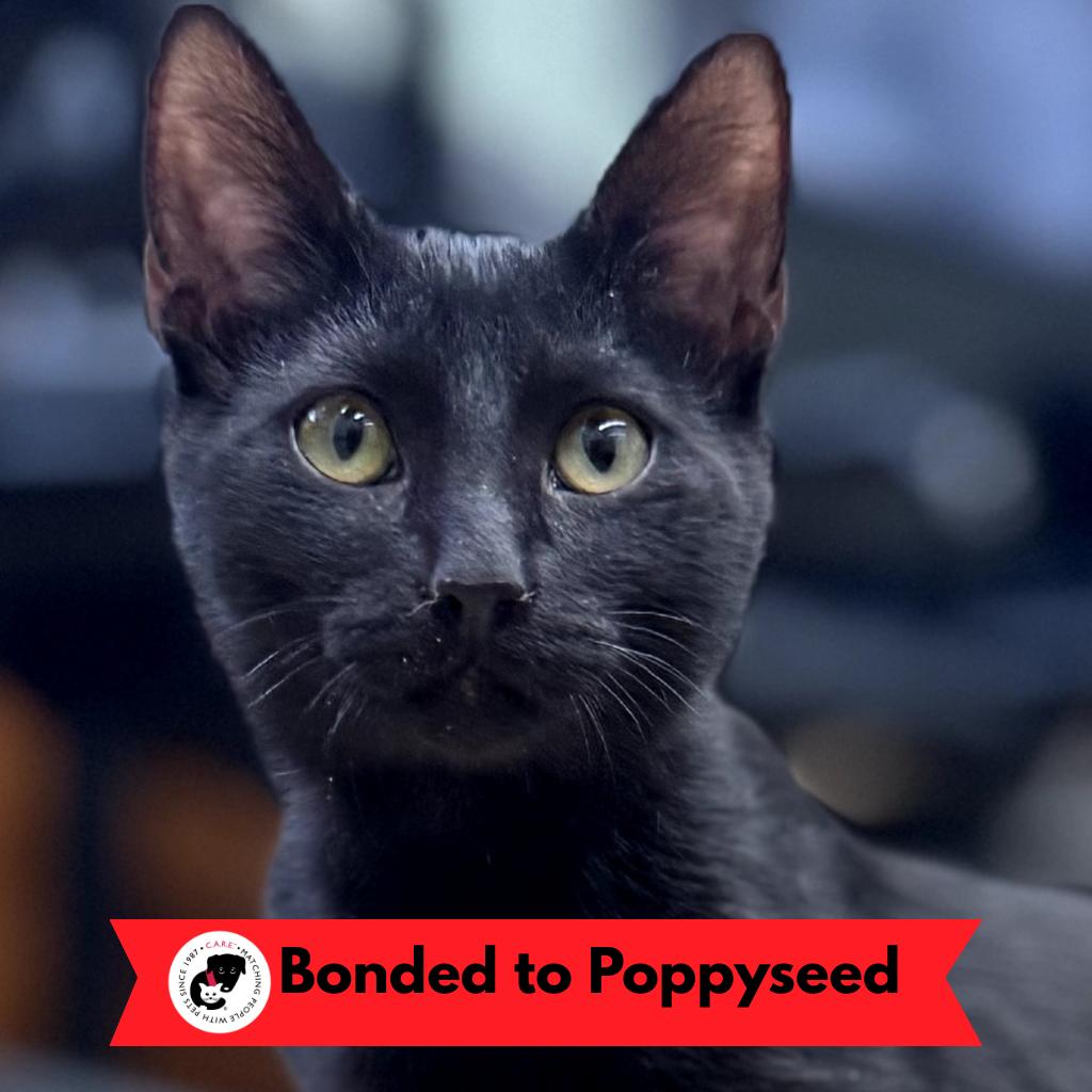 Polly Pocket, Adoptable, Kitten Female Domestic Short Hair.