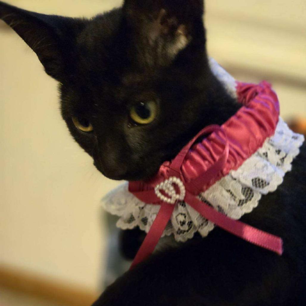 Enlarge Polly Pocket, a Adoptable Domestic Short Hair in Skokie, IL image 2/4