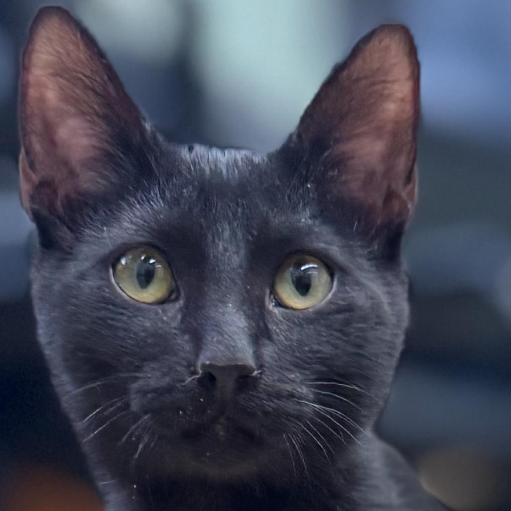 Enlarge Polly Pocket, a Adoptable Domestic Short Hair in Skokie, IL image 3/4