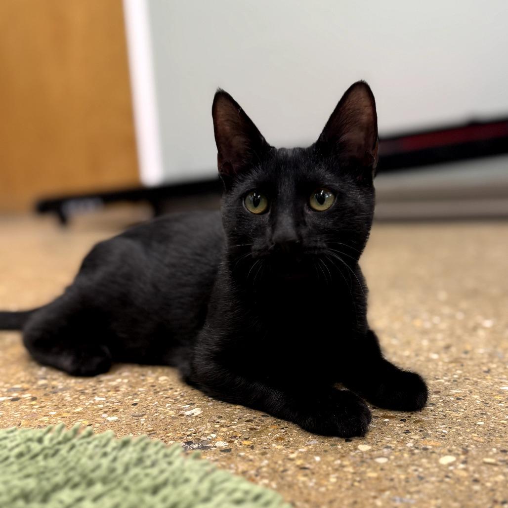 Enlarge Polly Pocket, a Adoptable Domestic Short Hair in Skokie, IL image 4/4