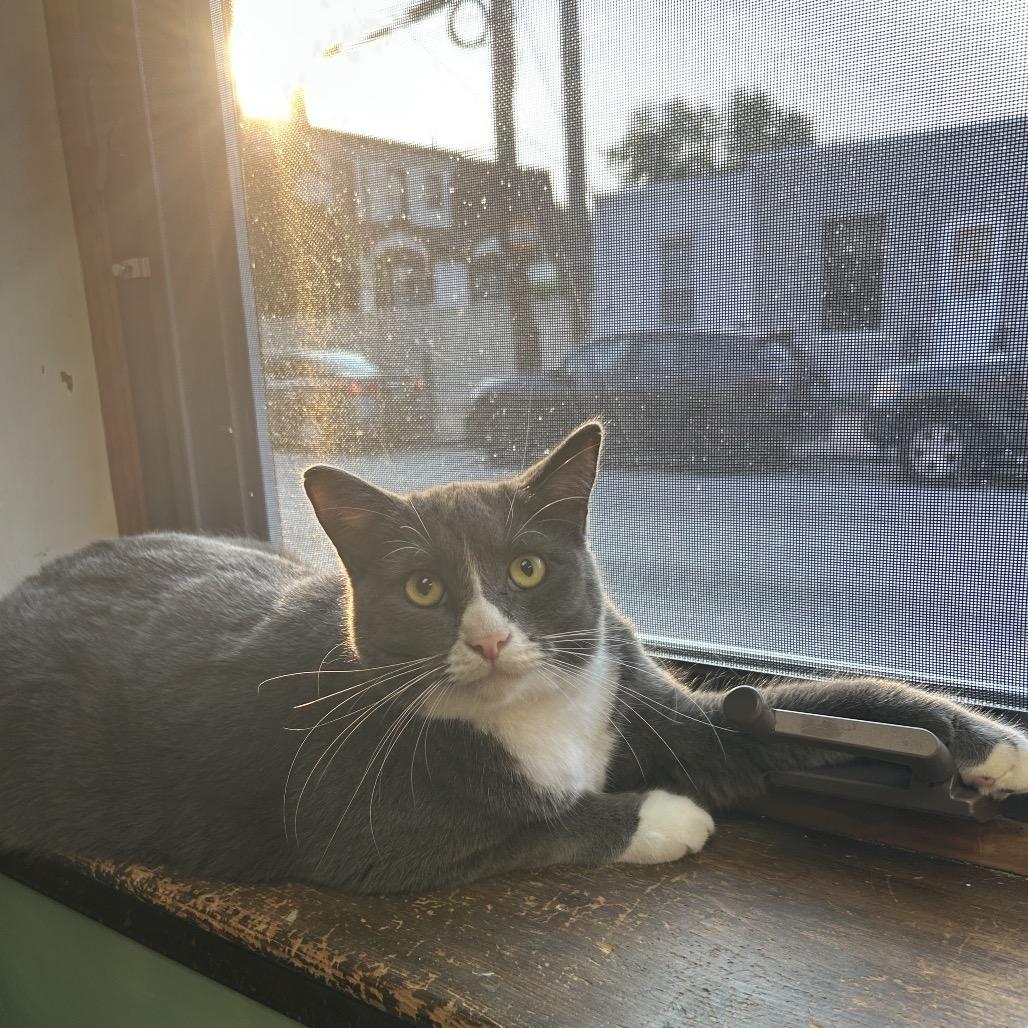 Enlarge Jasper, a Adoptable Domestic Short Hair in Philadelphia, PA image 1/5