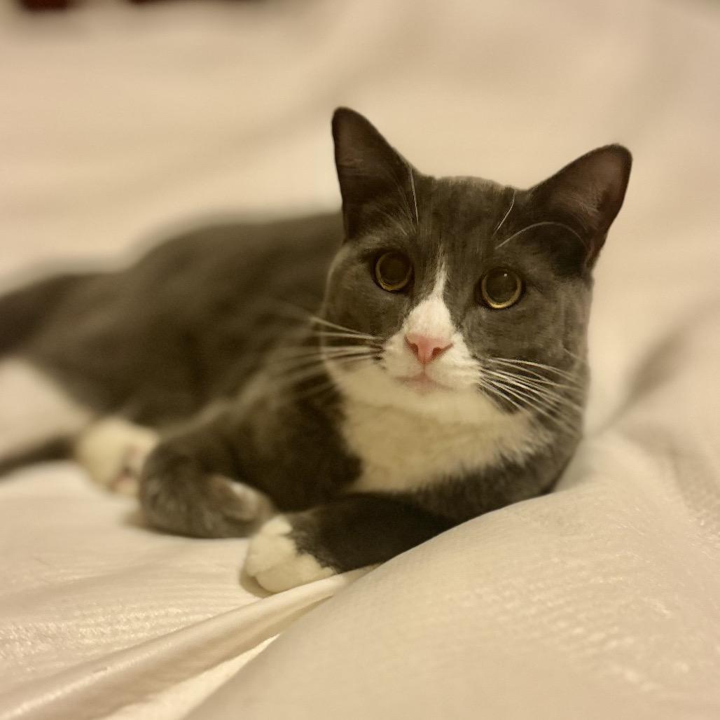 Jasper, a Adoptable Domestic Short Hair in Philadelphia, PA image 1/5