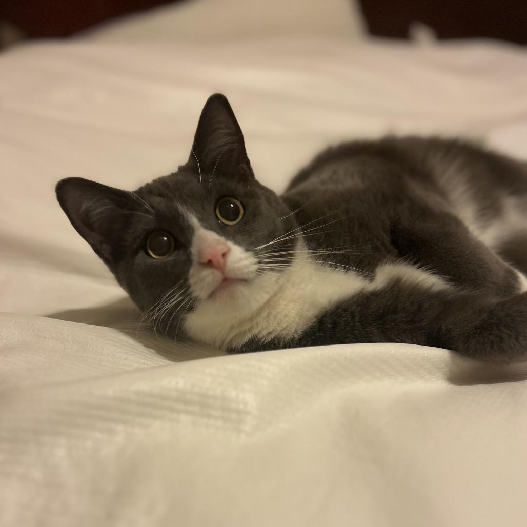 Jasper, Adoptable, Young Male Domestic Short Hair.