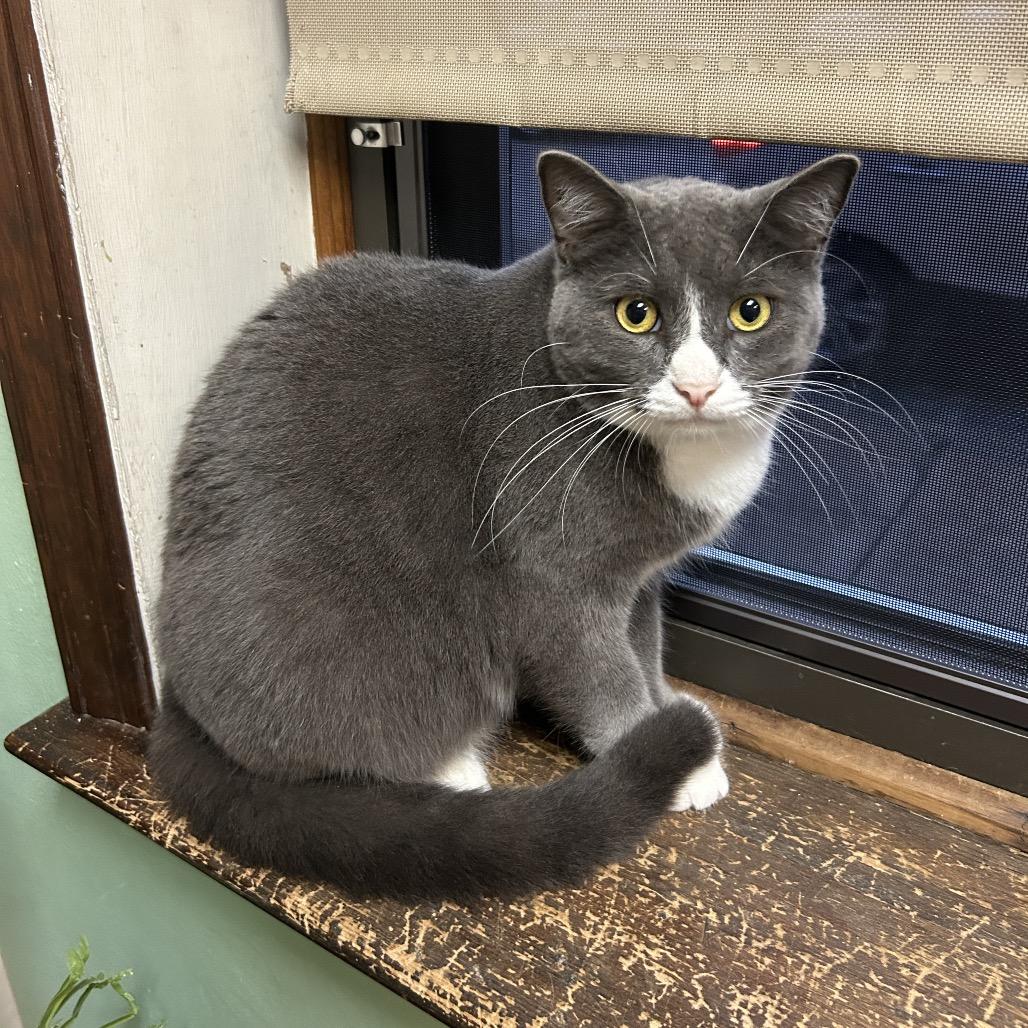 Enlarge Jasper, a Adoptable Domestic Short Hair in Philadelphia, PA image 2/5